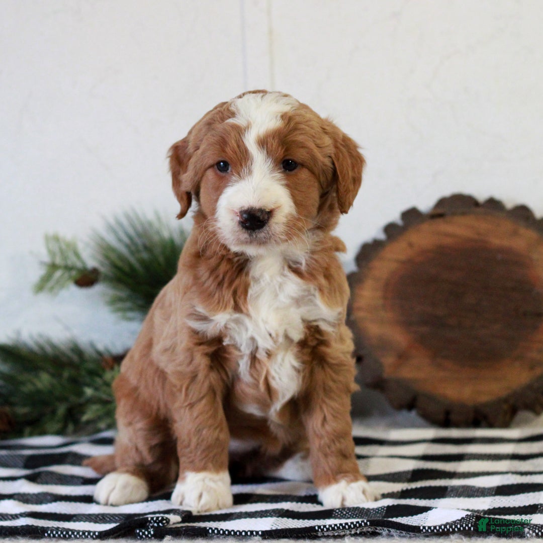 Goldendoodle dogs for sale: Frisky  - Ad 1