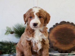 Goldendoodle dogs Frisky - Ad 35