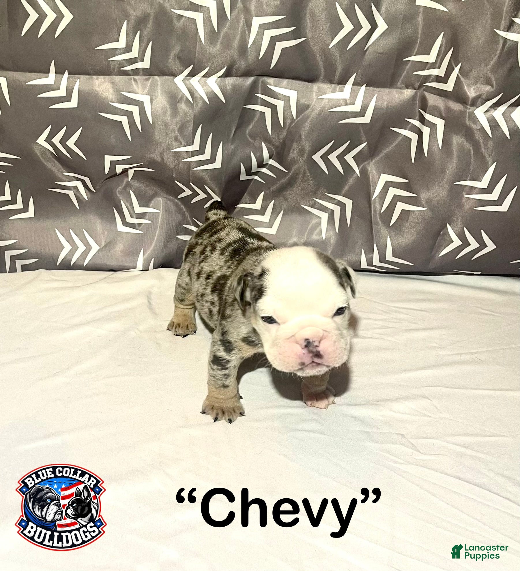 English Bulldog dogs for sale: English Bulldog Puppy - Chevy  - Ad 8