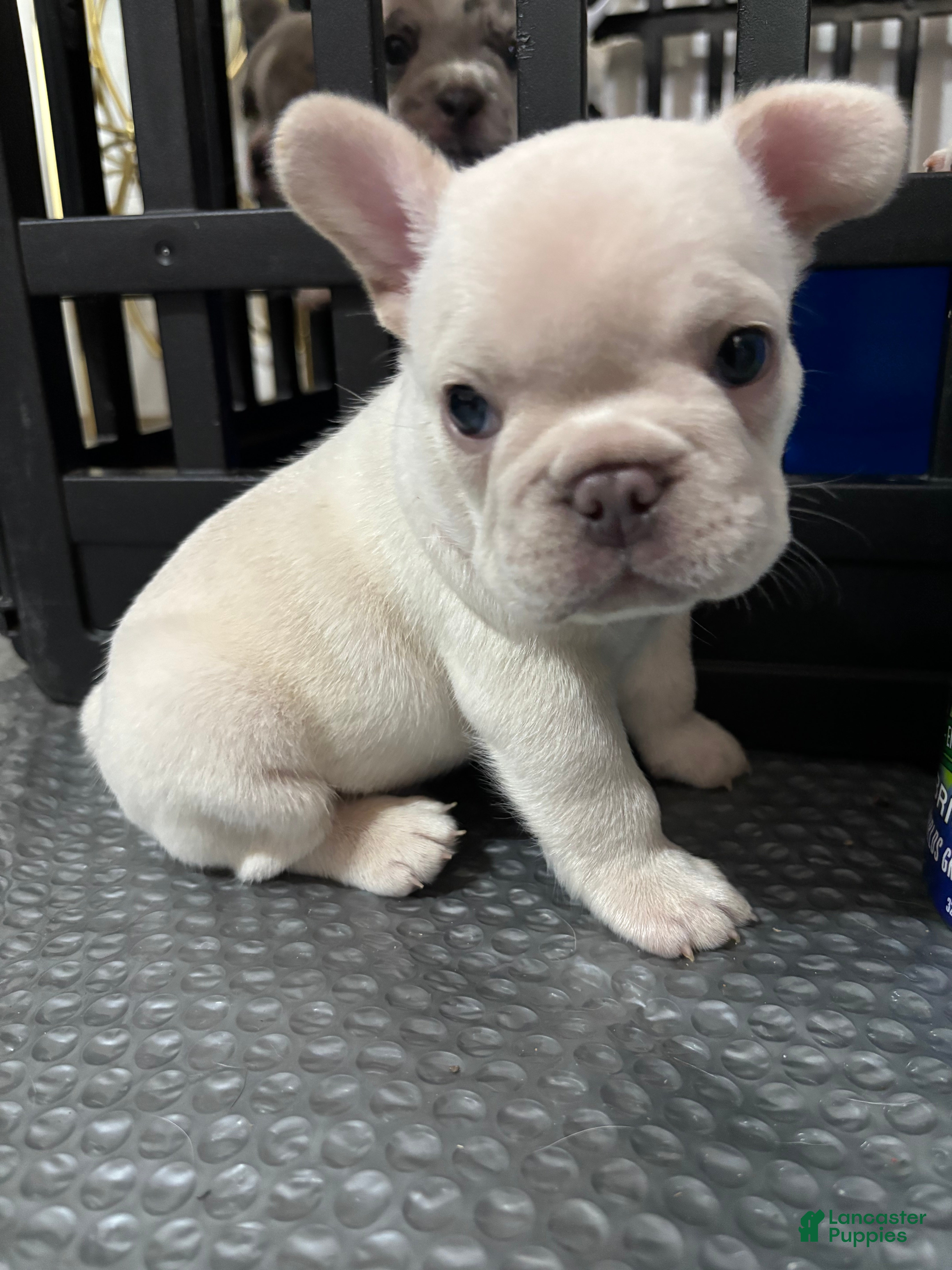 French Bulldog dogs Marshmallow - Ad 1