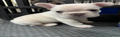 Marshmallow