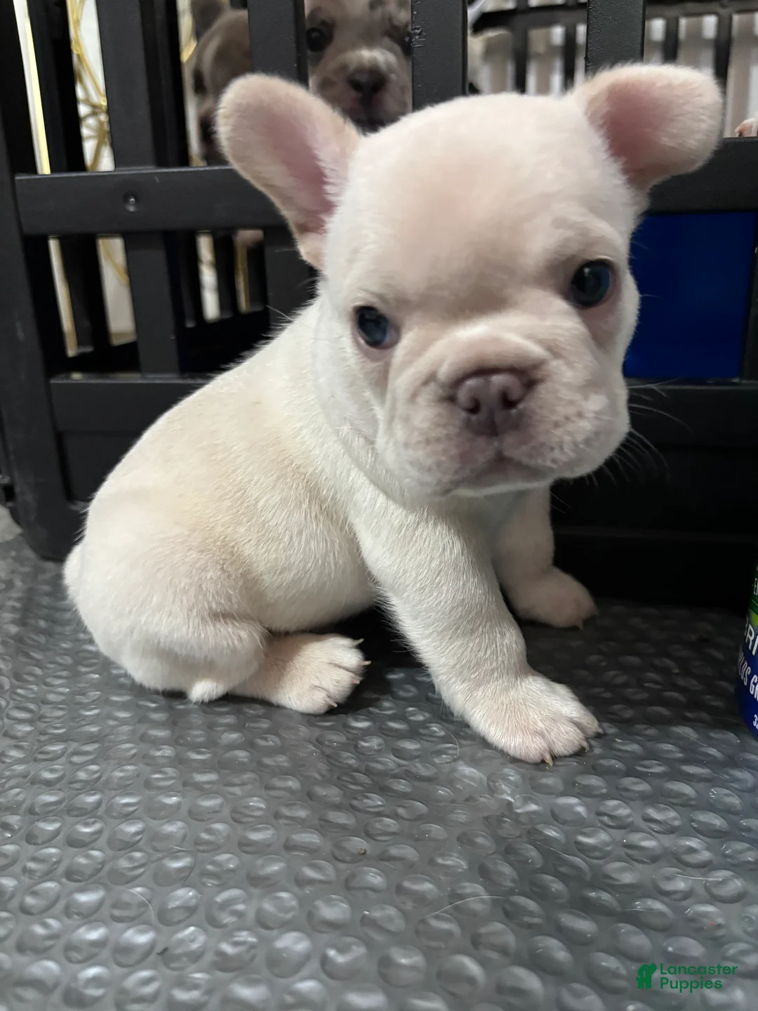 French Bulldog dogs for sale: Marshmallow - Ad 1