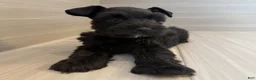 Miniature Schnauzer dogs for sale: Orion - Ad 5