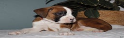 Boxer dogs for sale: Boxer Puppy 1 - Ad 5