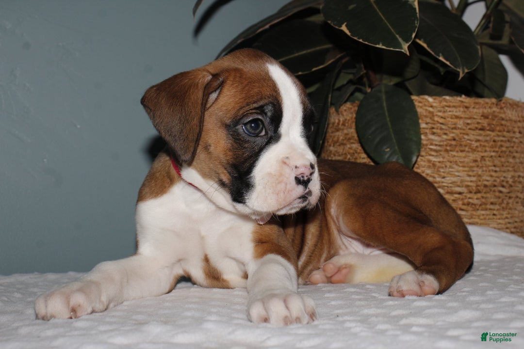 Boxer dogs for sale: Boxer Puppy 1 - Ad 5