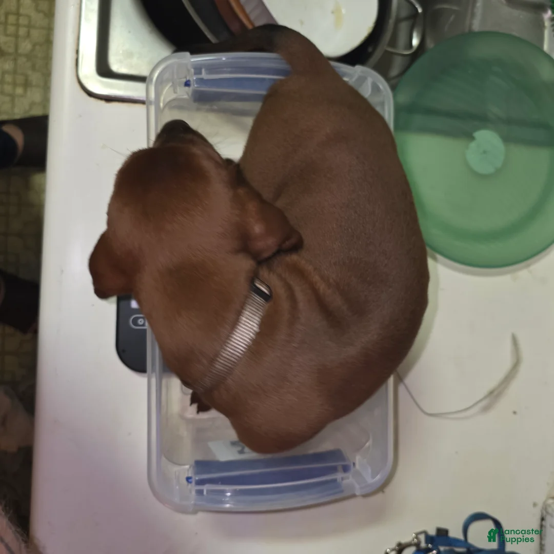 Redbone Coonhound dogs for sale: Redbone Coonhound 6(grey) - Ad 2