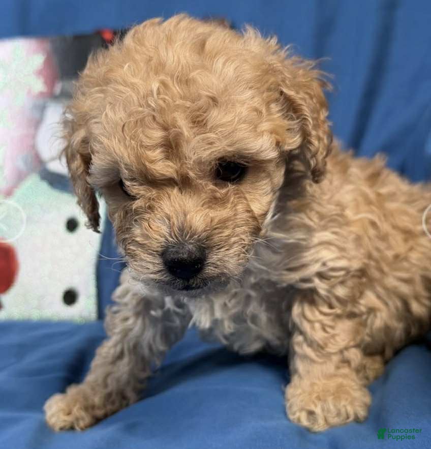 Toy Poodle dogs Gus - Ad 35
