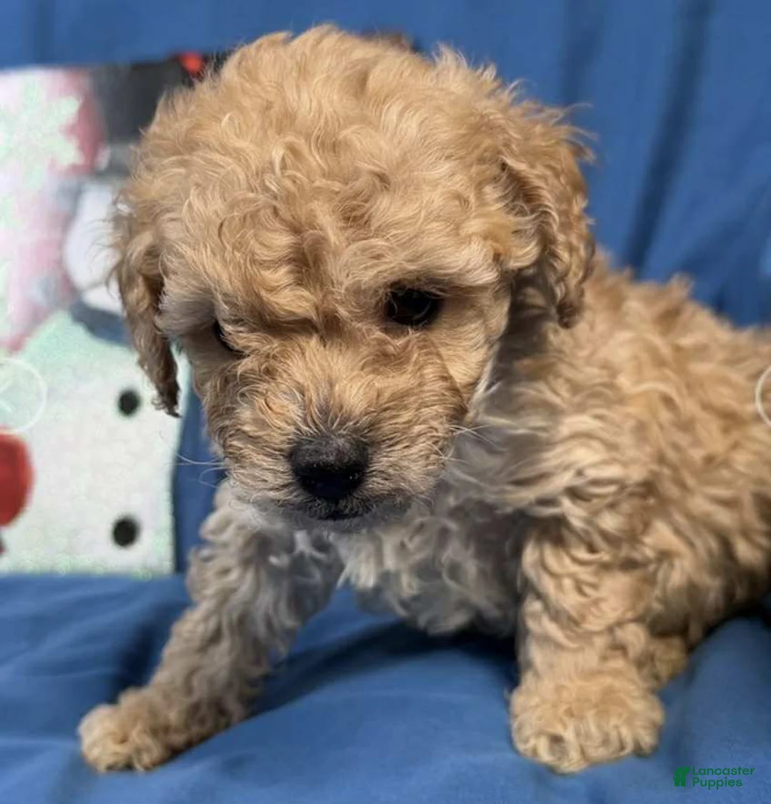 Toy Poodle dogs for sale: Gus - Ad 1