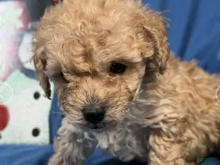 Toy Poodle dogs Gus - Ad 35