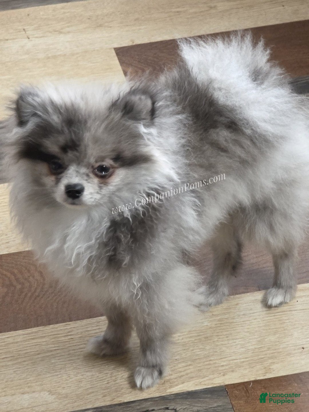 Pomeranian dogs for sale: Tiki Blue Merle - Ad 2