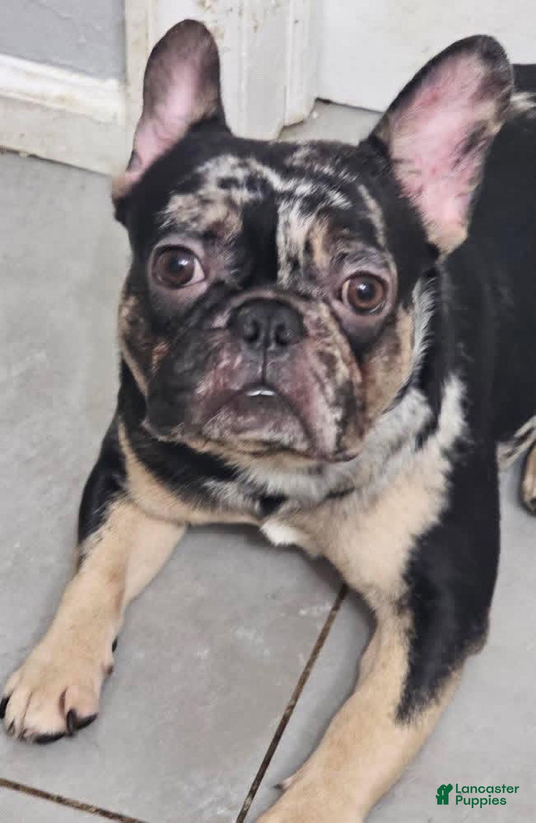 French Bulldog dogs for sale: Nipsey  - Ad 3