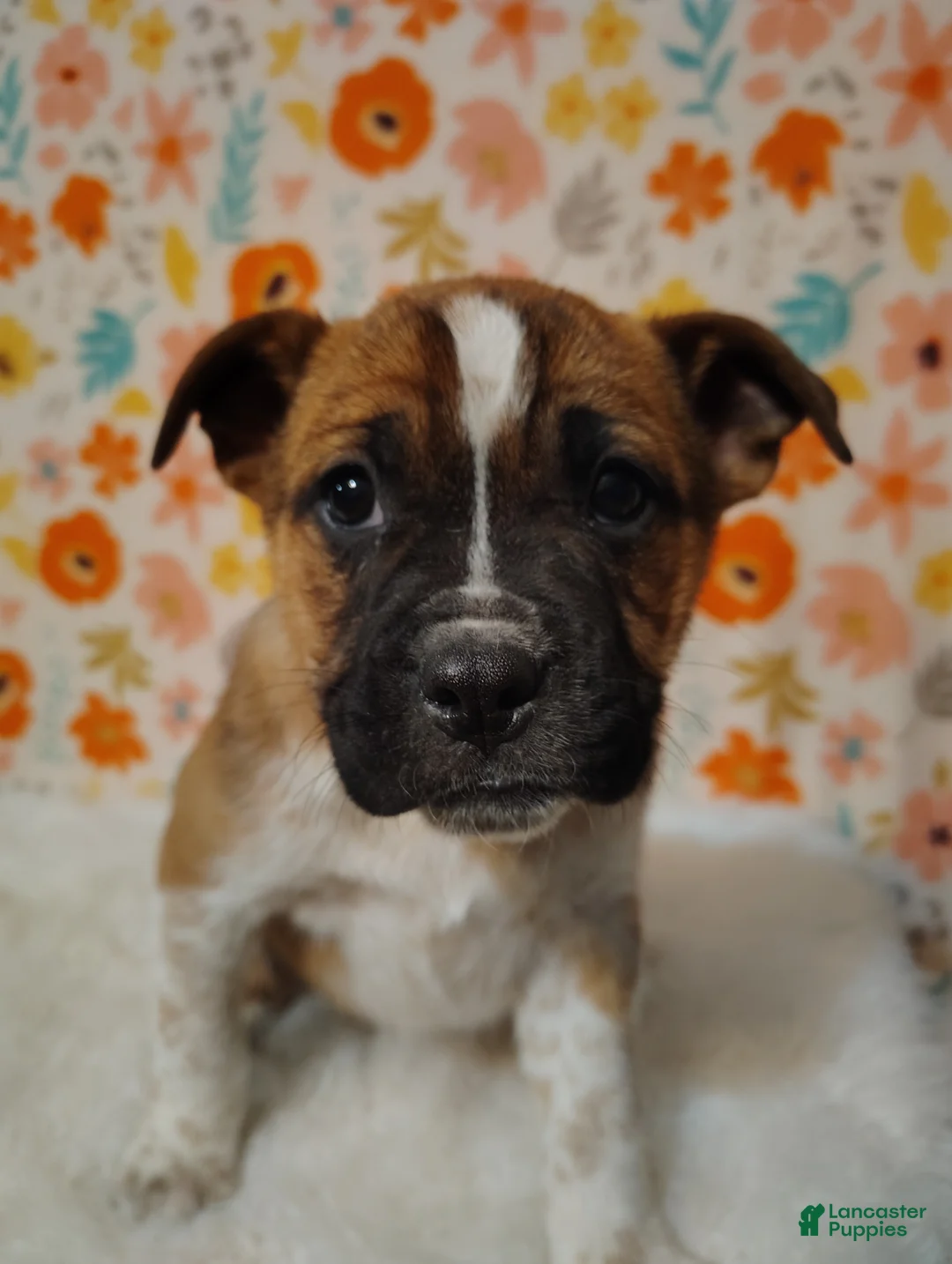 Mixed Breed dogs for sale: Demi - Ad 1