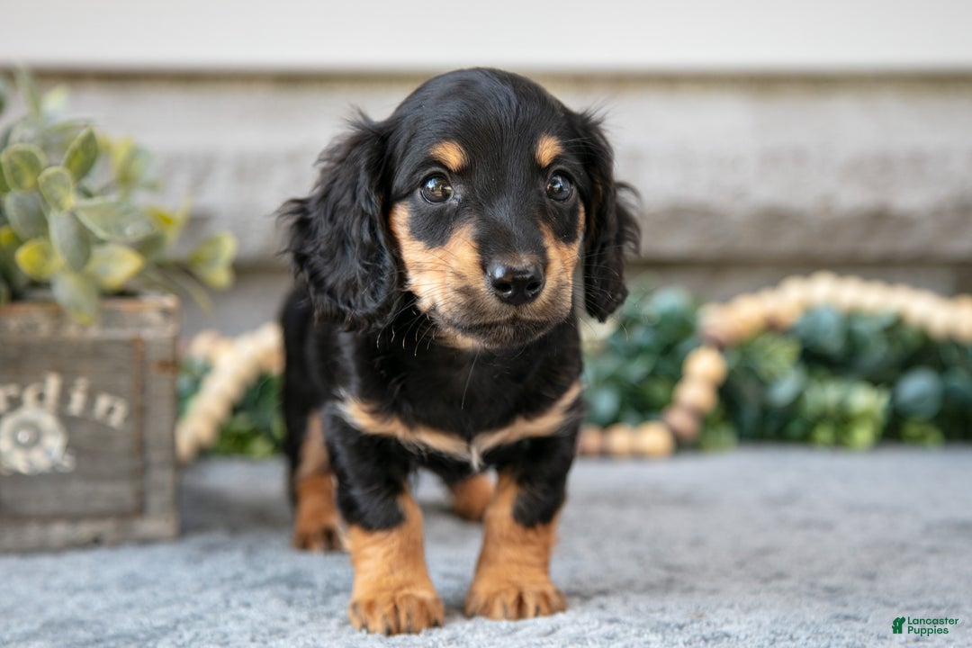 Miniature Dachshund dogs for sale: Hunter - Ad 1