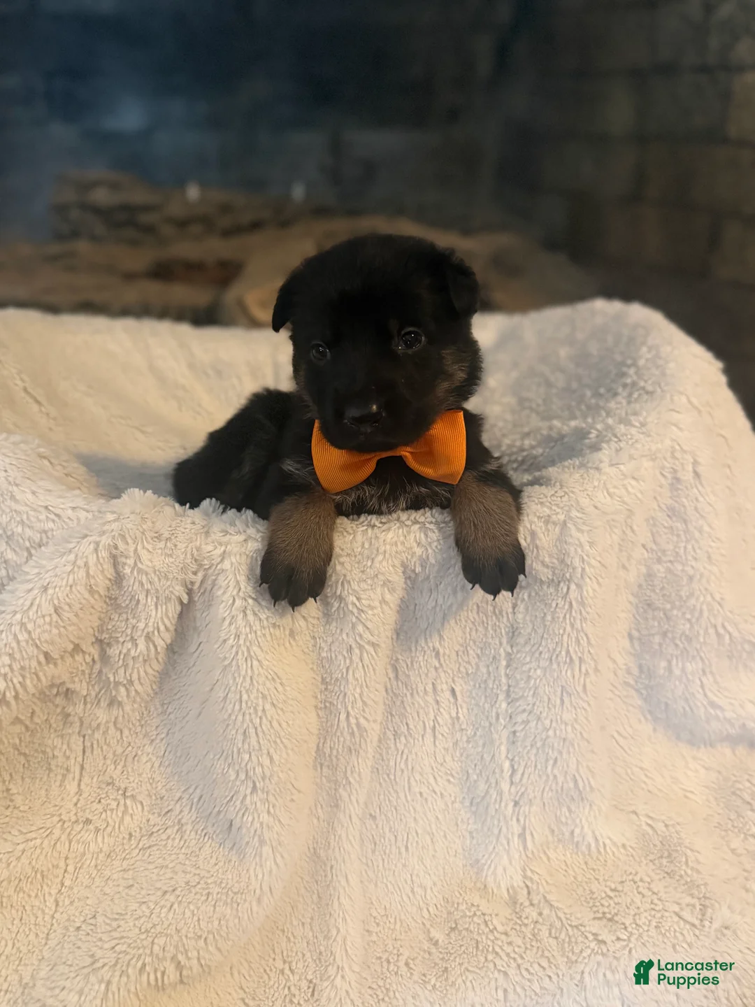 German Shepherd dogs for sale: Viper - Ad 1