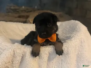 German Shepherd dogs Viper - Ad 12