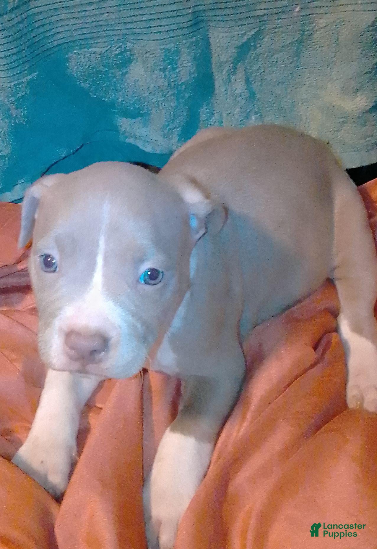 American Pit Bull Terrier dogs American Pit Bull Terrier 4 - Ad 25
