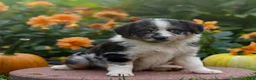 Miniature Australian Shepherd dogs for sale: Kendra - Ad 3