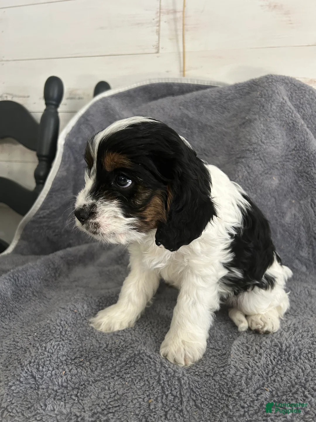 Cavapoo dogs for sale: Fletcher  - Ad 1