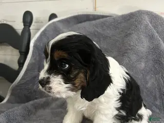 Cavapoo dogs Fletcher - Ad 35