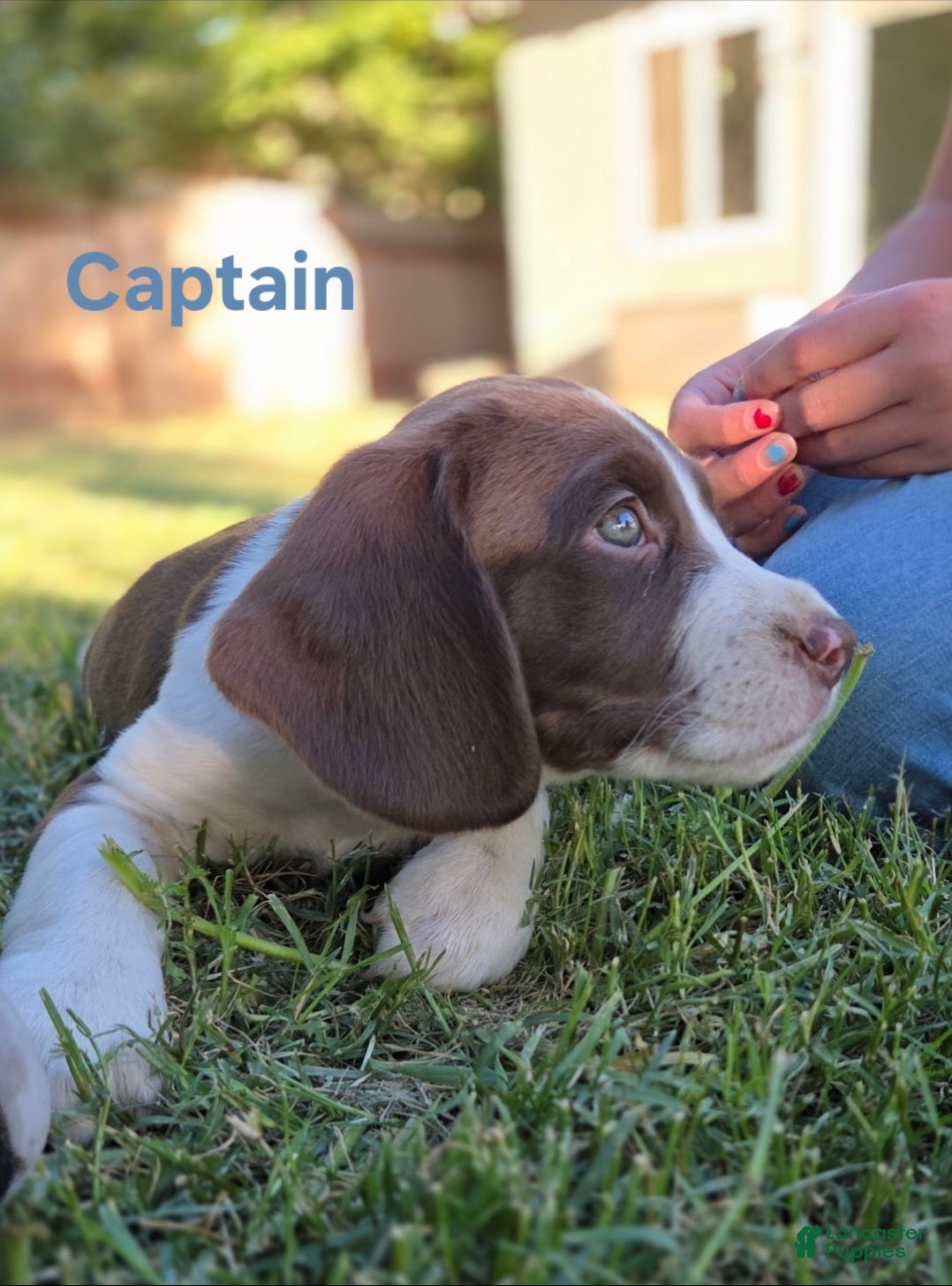 Mixed Breed dogs Captain - Ad 35