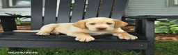 Labrador Retriever dogs for sale: Stormy - Ad 4