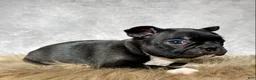 Mixed Breed dogs for sale: Miss Bella  - Ad 6