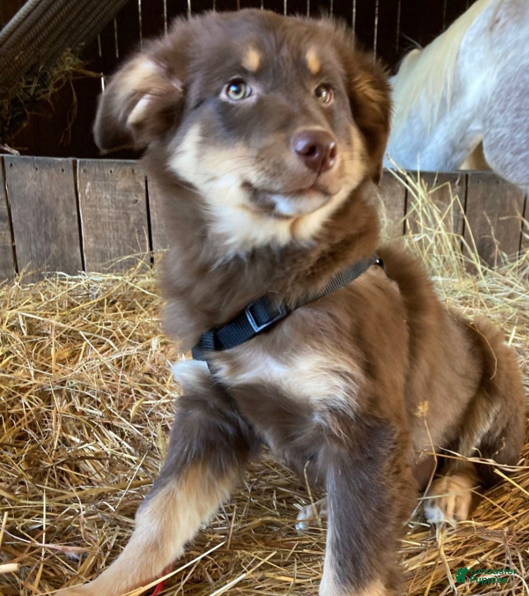 Australian Shepherd dogs for sale: Australian Shepherd Puppy 1 - Ad 1