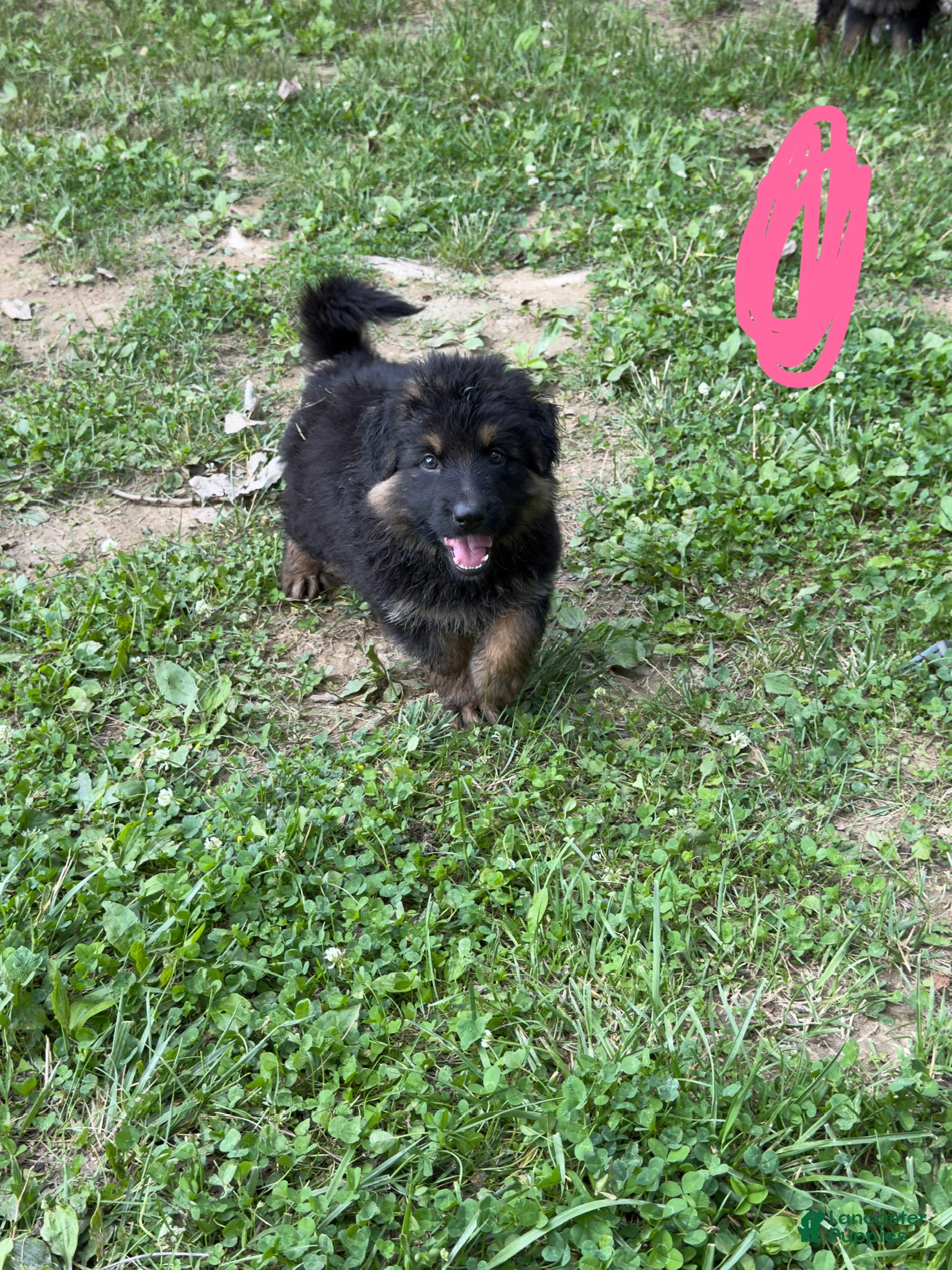 German Shepherd dogs for sale: Long Coat German Shepherd- Pink Female - Ad 2