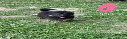 German Shepherd dogs for sale: Long Coat German Shepherd- Pink Female - Ad 1