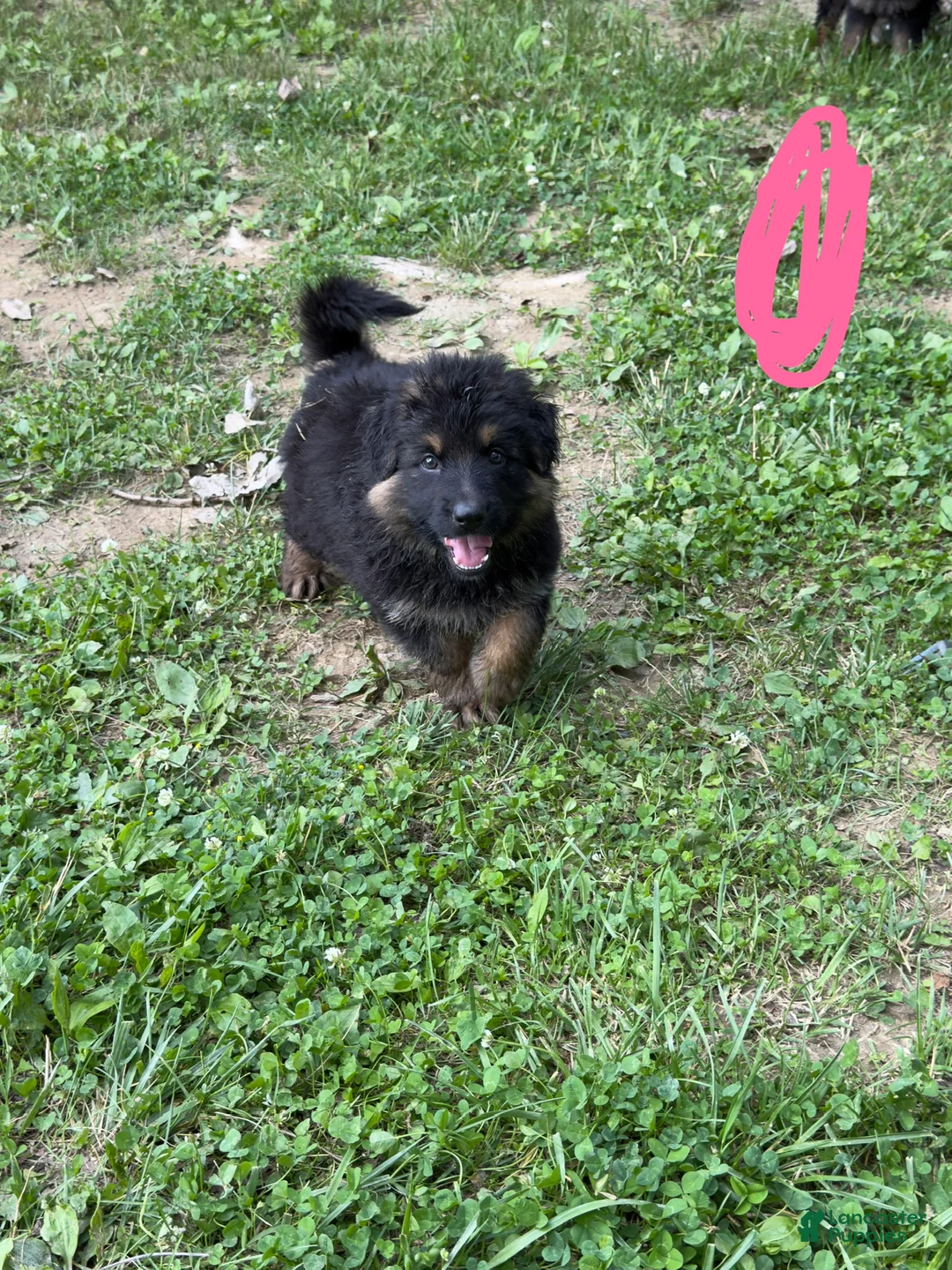 German Shepherd dogs for sale: Long Coat German Shepherd- Pink Female - Ad 1