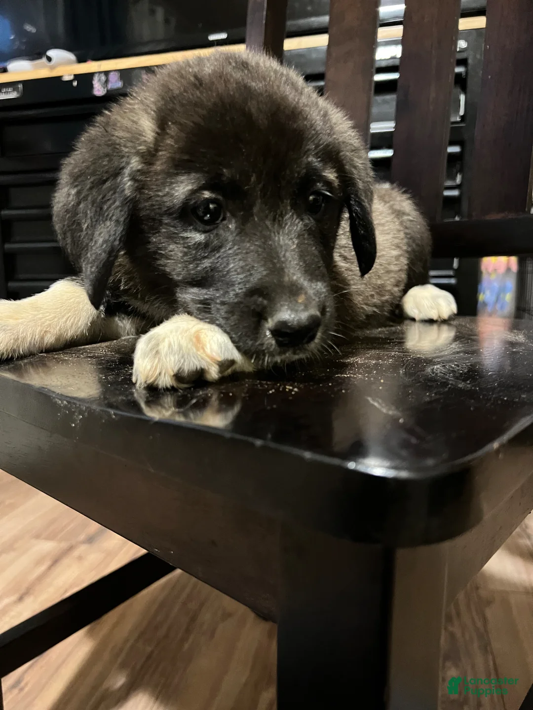 Mixed Breed dogs for sale: Mixed Breed Puppy 1 - Ad 2