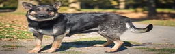 German Shepherd dogs for sale: Athena - Ad 5