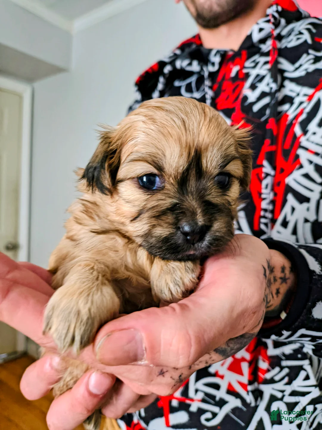Mixed Breed dogs for sale: Baby Eva - Ad 1