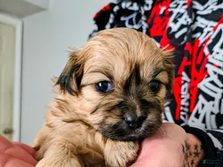 Mixed Breed dogs for sale: Baby Eva - Ad 3