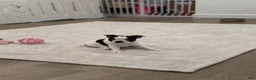 Boston Terrier dogs for sale: Blanca  - Ad 3