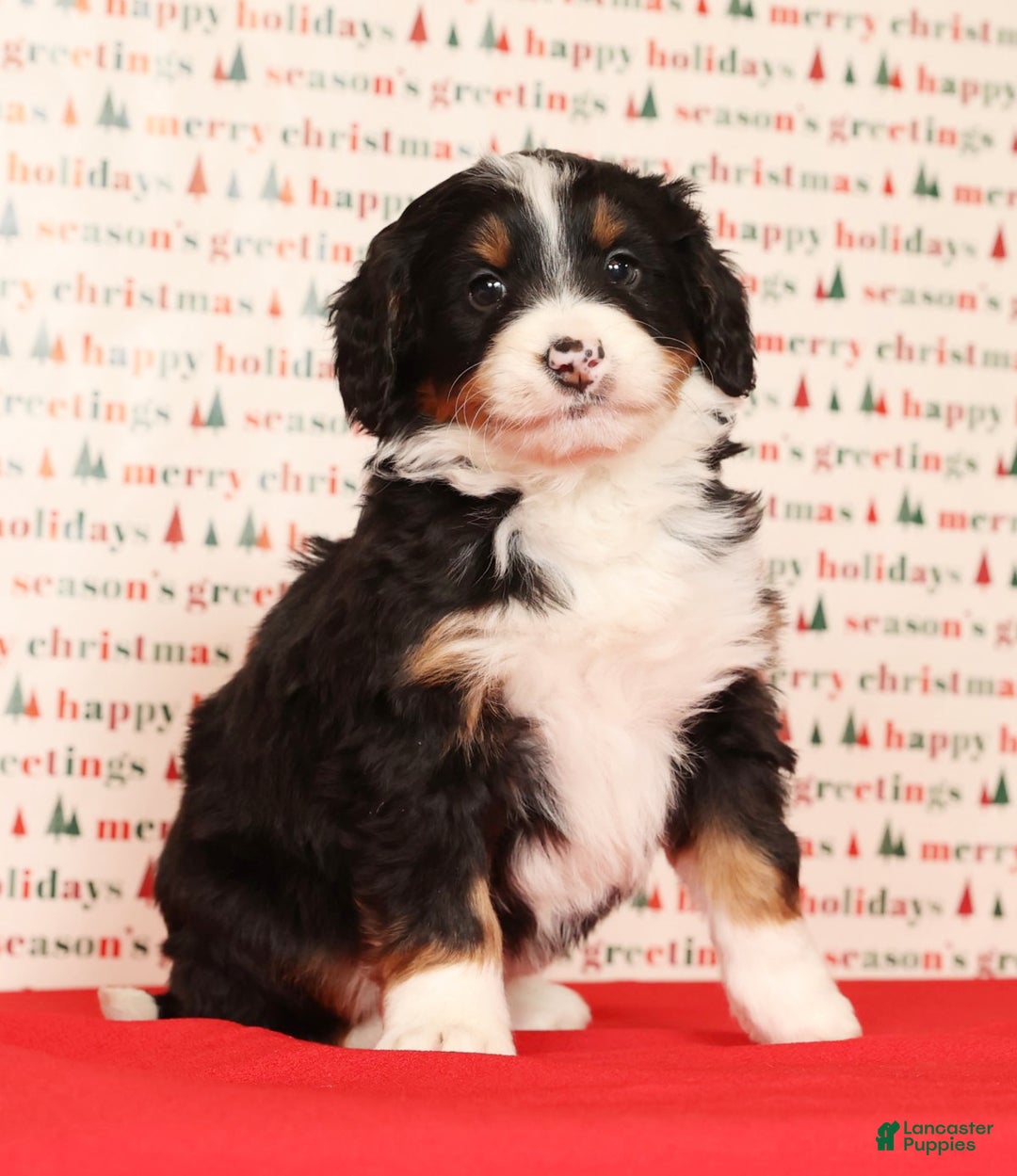 Mini Bernedoodle dogs for sale: Ranger - Ad 6