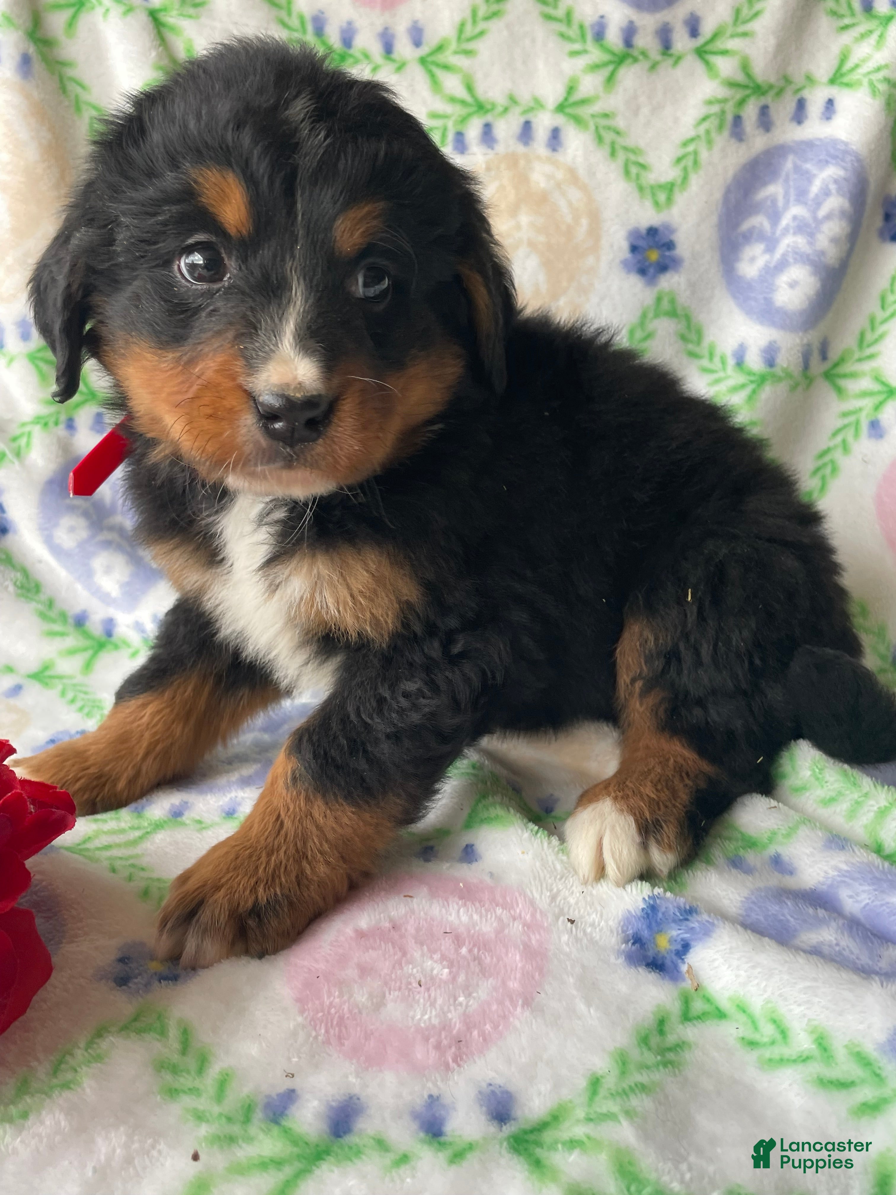 Bernese Mountain Dog dogs River - Ad 1