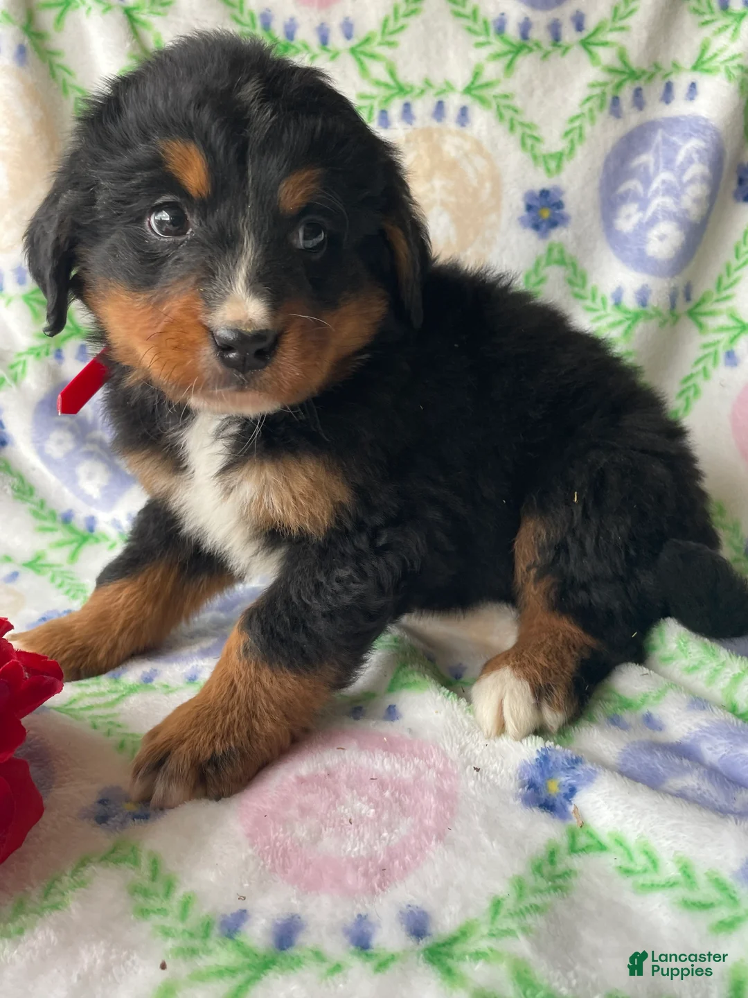 Bernese Mountain Dog dogs for sale: River - Ad 2