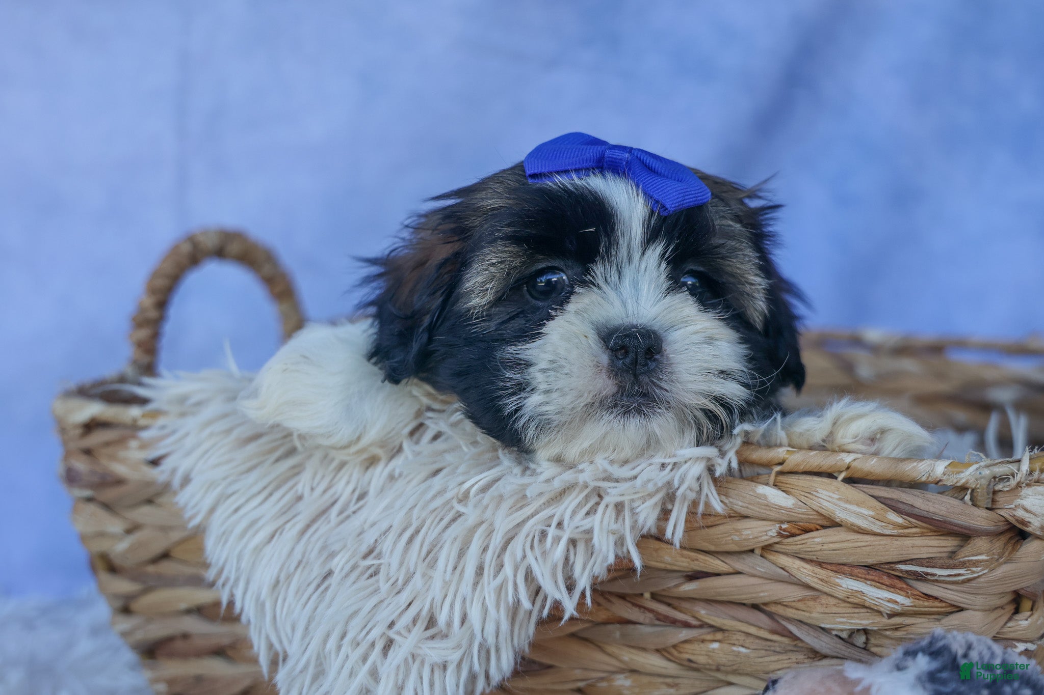 Shih Tzu dogs SAMSON - Ad 1
