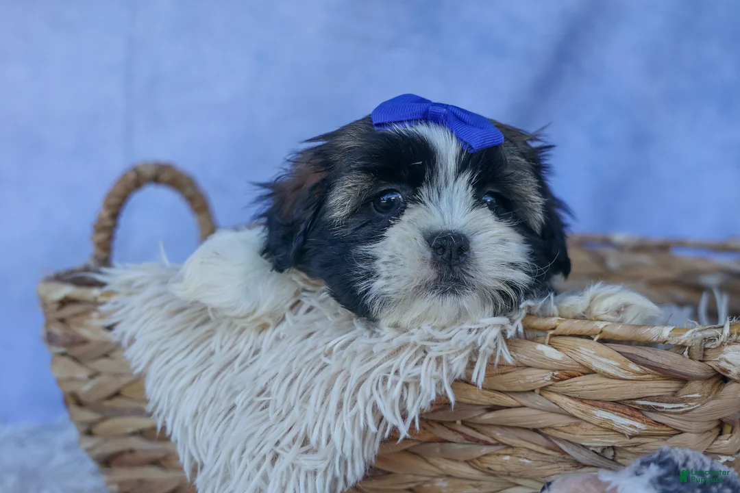 Shih Tzu dogs for sale: SAMSON - Ad 1