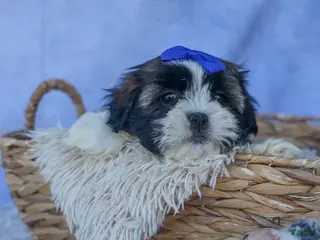 Shih Tzu dogs for sale: SAMSON - Ad 1