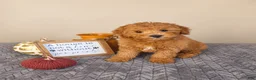 Cavapoo dogs for sale: Jack - Ad 1