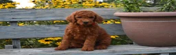 Standard Poodle dogs for sale: Bruno moyen - Ad 1