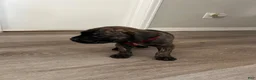 Cane Corso dogs for sale: Cane Corso 2 - Ad 3