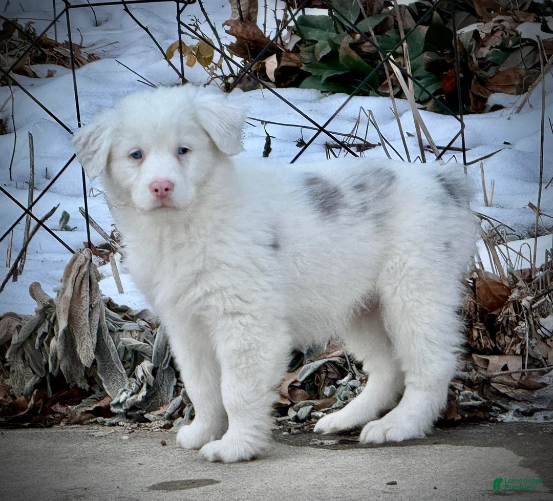 Australian Shepherd dogs for sale: Snowy - Ad 1
