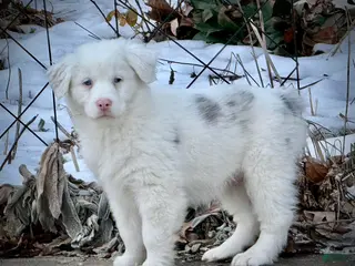 Australian Shepherd dogs for sale: Snowy - Ad 1