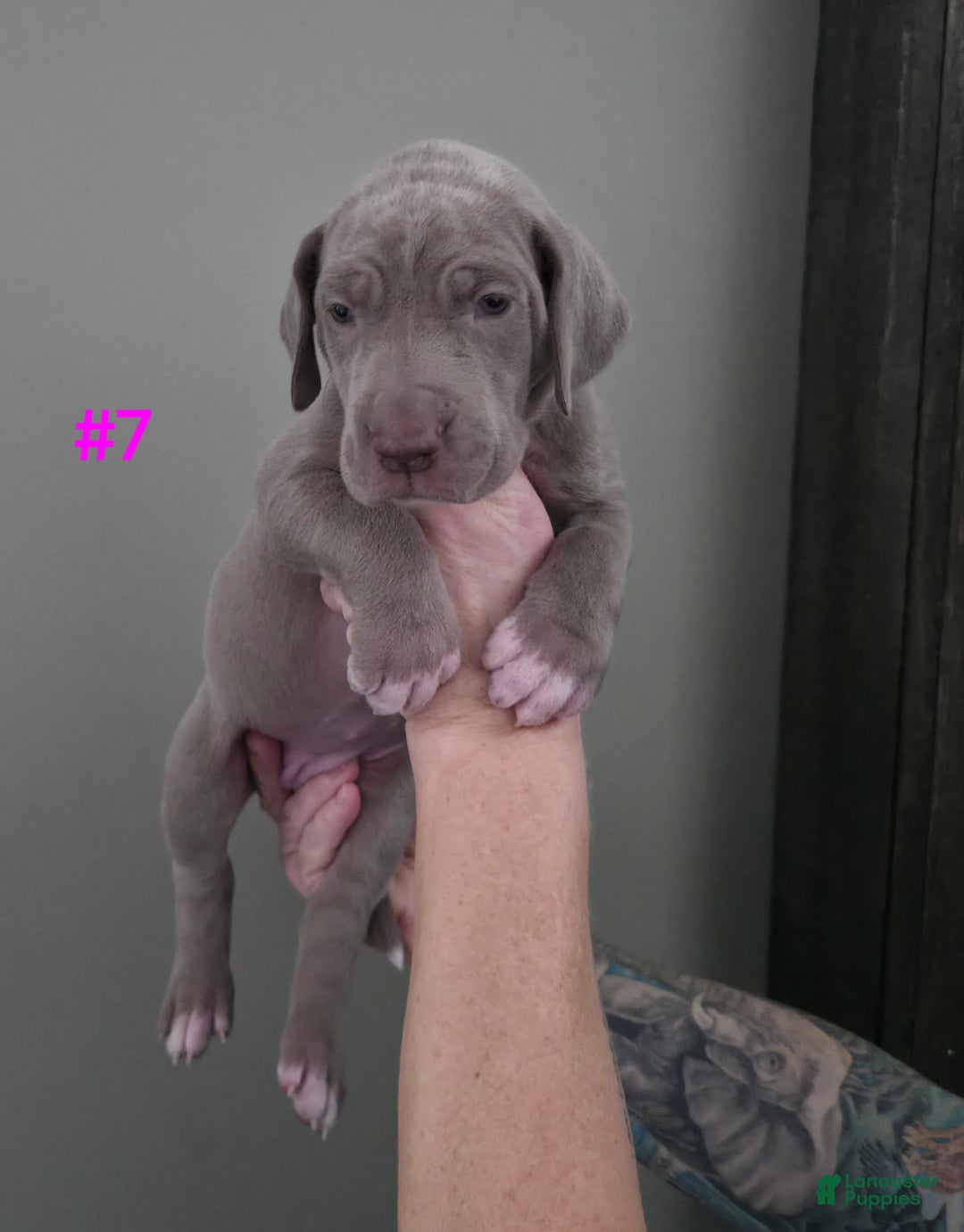 Great Dane dogs for sale: Great Dane Puppy 7 - Ad 1
