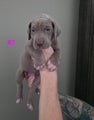 Great Dane Puppy 7