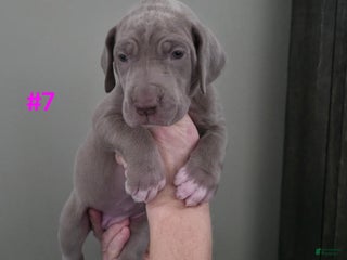 Great Dane dogs Great Dane Puppy 7 - Ad 30