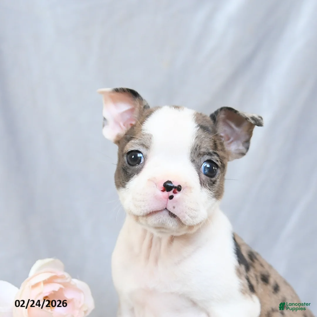 Boston Terrier dogs for sale: Fluffy - Ad 4